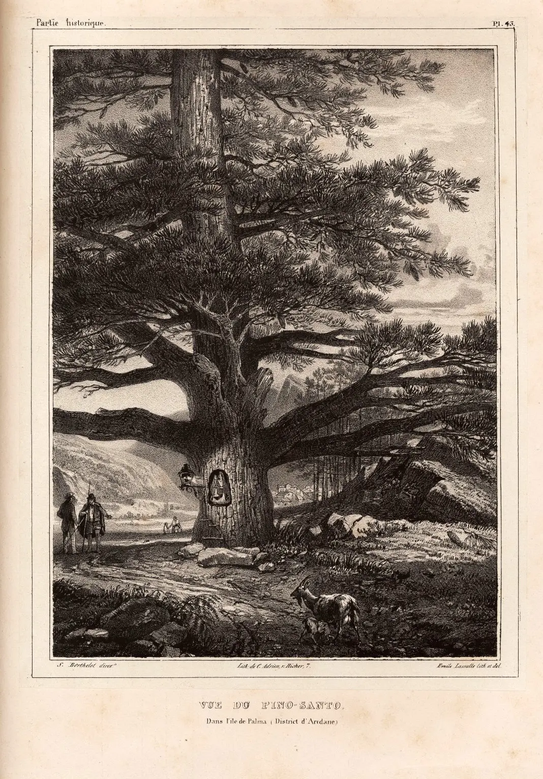 Pino de La Virgen - El Paso